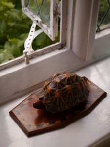 tortoise box (2)